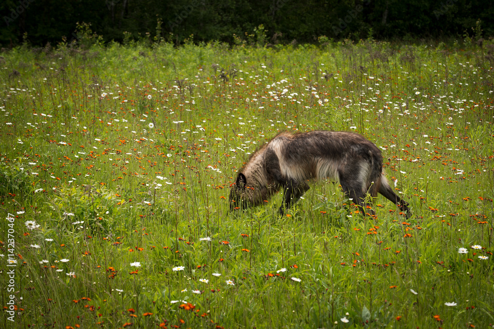 Black Phase Grey Wolf (Canis lupus) Sniffs in Field Black Phase Grey Wolf (Canis lupus) Sniffs in Field