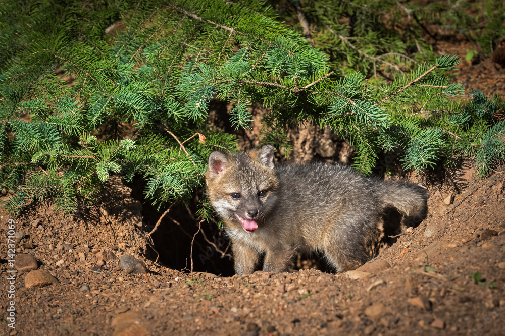 Grey Fox Kit (Urocyon cinereoargenteus) Stands at Den Grey Fox Kit (Urocyon cinereoargenteus) Stands at Den