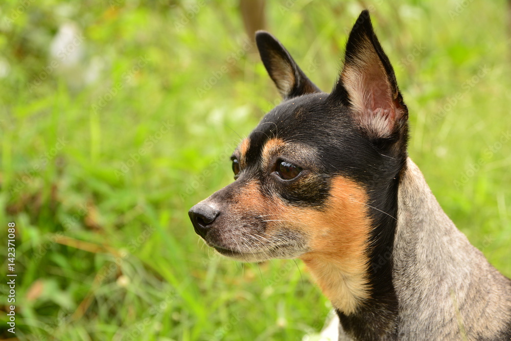 dog standing in grass field and focus something outdoors on a sunny summer day.