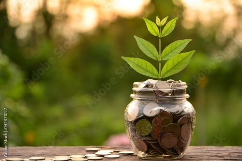 coin in glass is placed on a wood floor and tree top growing with nature background for business concept.