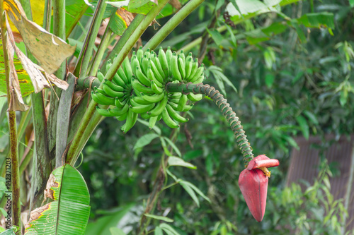 Wild banana and banana blossom