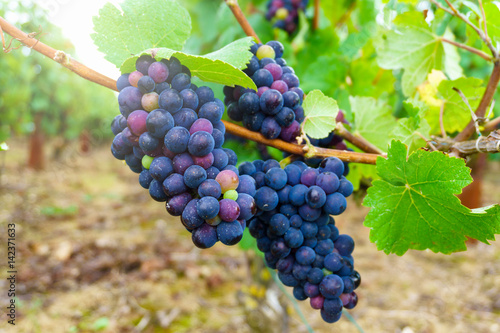 Wallpaper Mural Close up vine grapes in champagne region in autumn harvest, Reims, France Torontodigital.ca