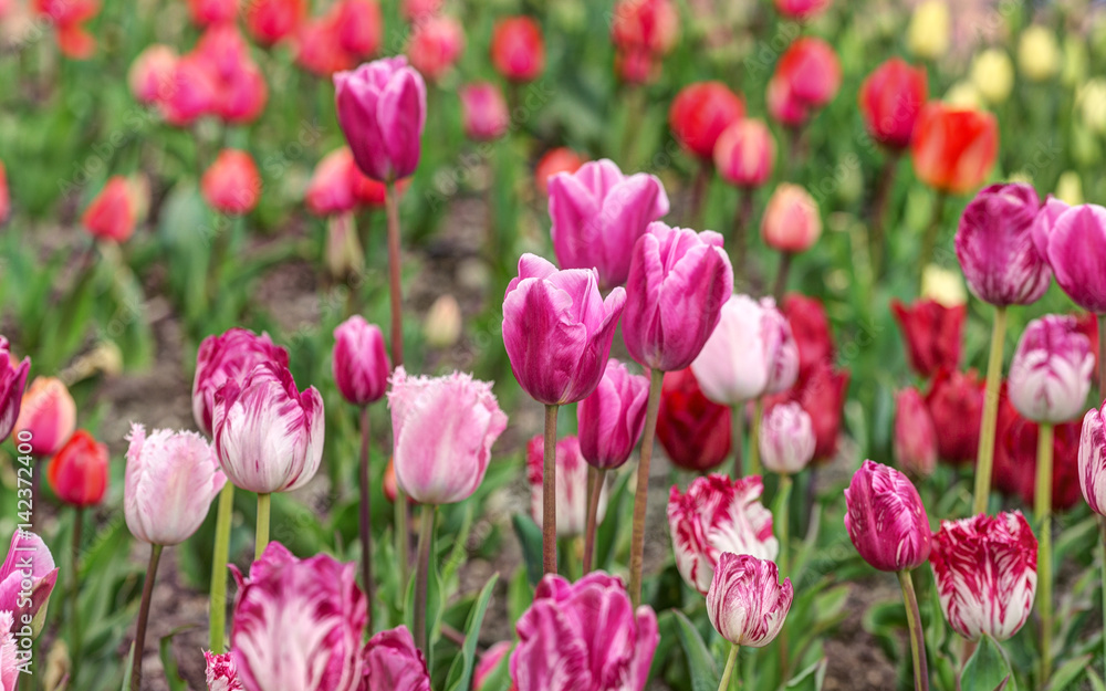 bright tulips in spring