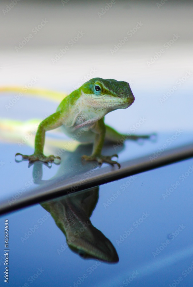 Fototapeta premium Carolina Green Anole Lizard Reflection