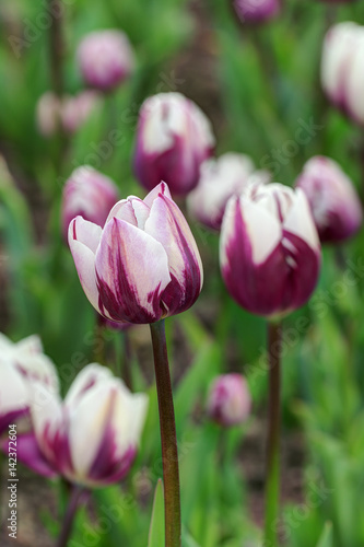 Purple and white tulips