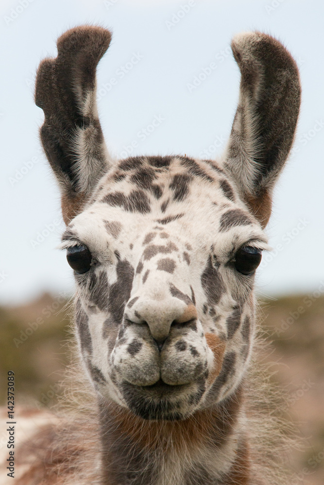 Obraz premium Geschecktes Lama