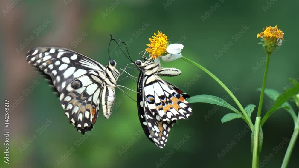 Couple butterfly feeding on flower in a summer garden Couple butterfly feeding on flower in a summer garden