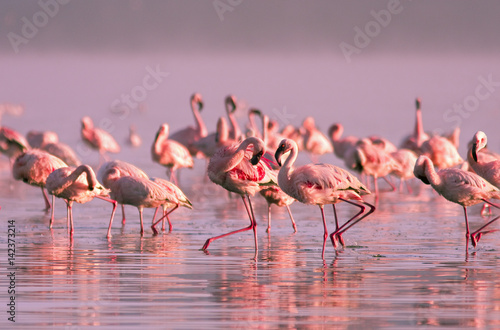 group of flamingos standing in the water in the pink sunset light on Lake Nayvasha