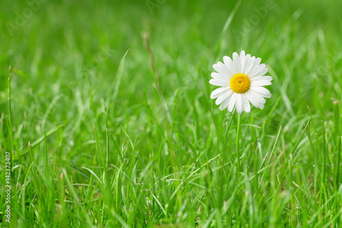 Chamomile flower on grass field