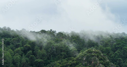 4K Timelapse of Evaporation over Pine Forest