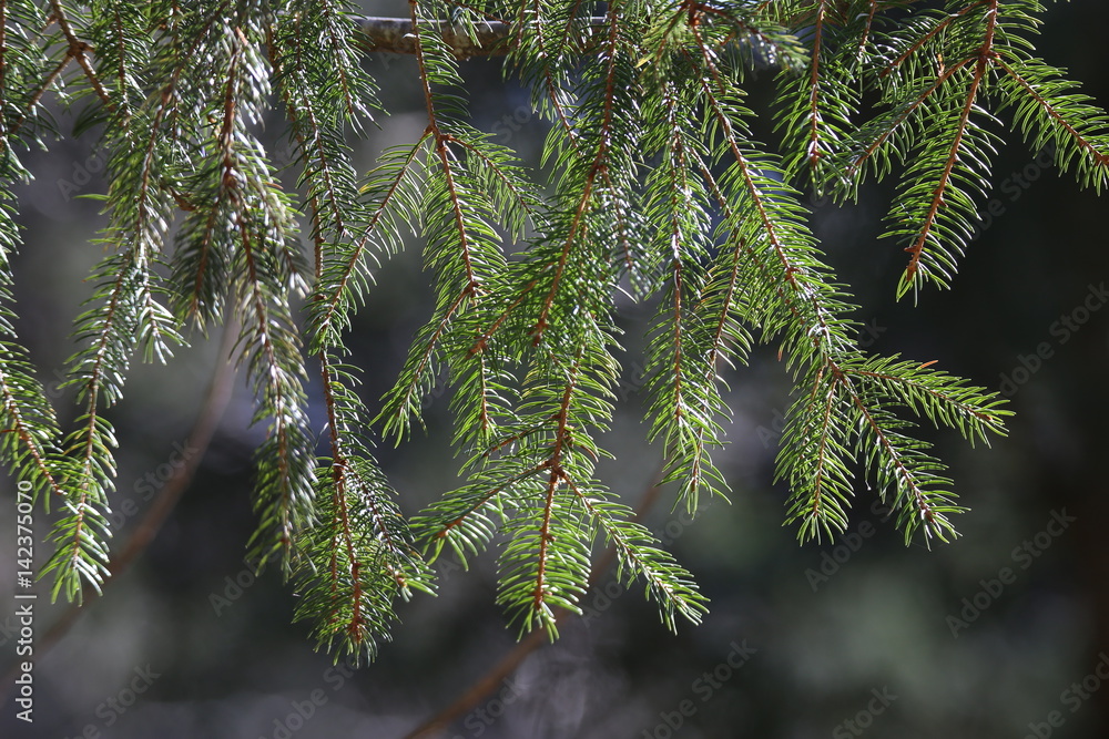 Coniferous trees in forest / Needles close-up - obrazy, fototapety, plakaty 