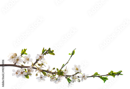 Blooming cherry branch isolated