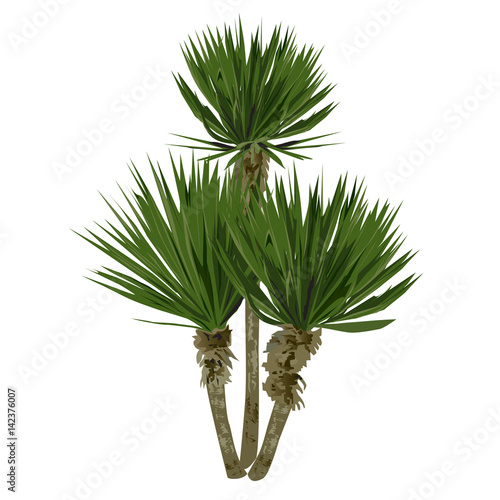 Large plant of a yucca photo