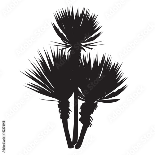 Silhouette of a large plant of a yucca