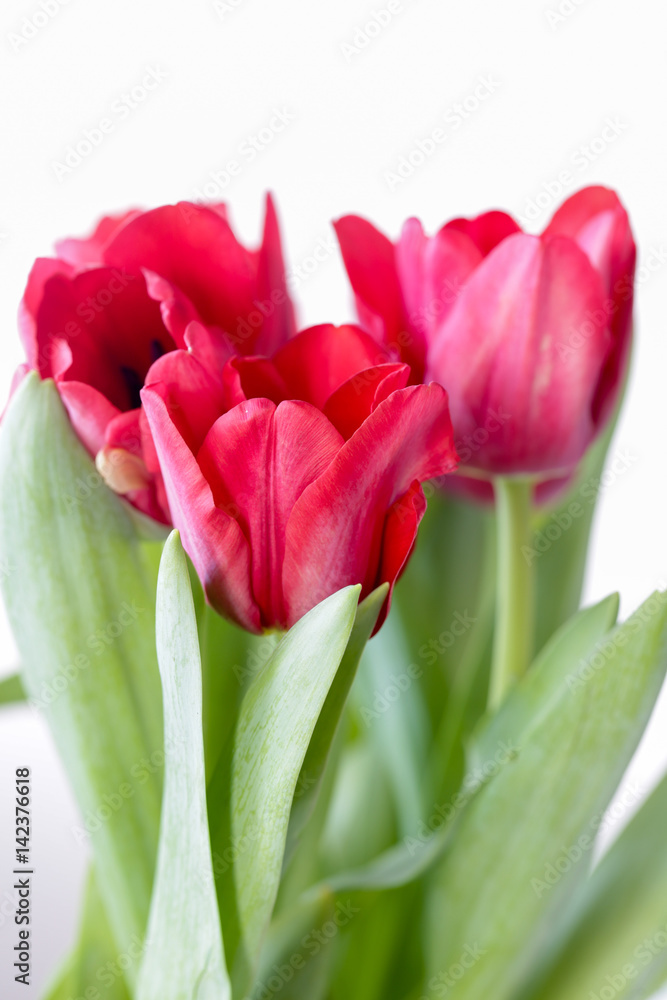 Fototapeta premium Red tulips on white background