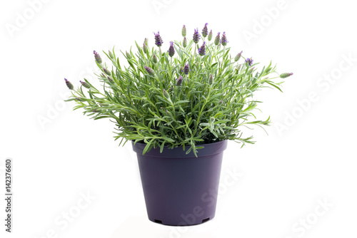 Lavendelpflanze im Topf freigestellt