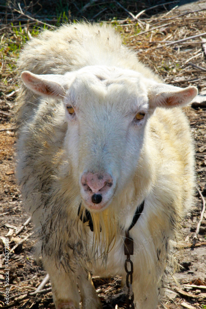 Fototapeta premium Old white goat