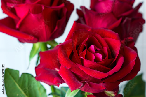 three red roses closeup