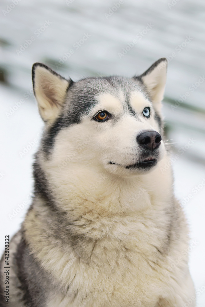 The portrait of a grey Siberian Husky dog with different eyes sitting outdoors in winter