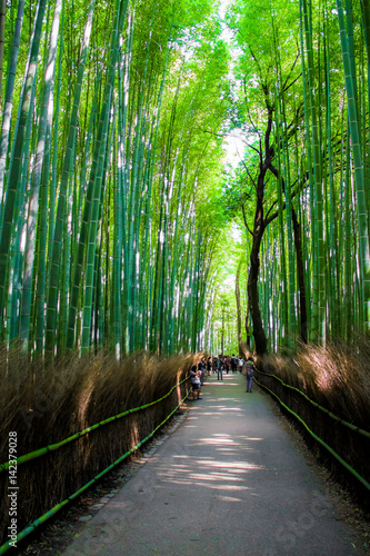 The Arashiyama Bamboo Grove   kyoto  Japan