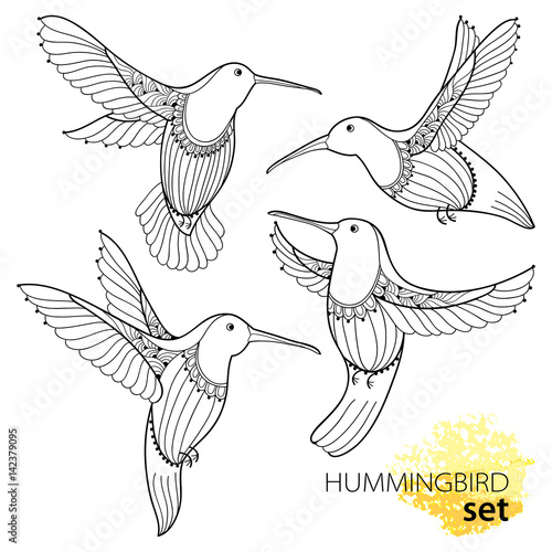 Vector set with flying Hummingbird or Colibri in contour style isolated on white background. Outline small tropical bird with ornate wings for summer design and coloring book.