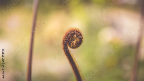 Curling Brown Leaf.