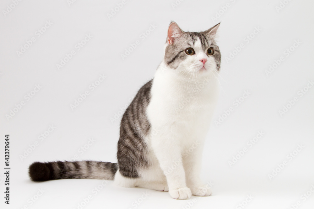 Portrait of Scottish Straight cat bi-color spotted, sitting on white background