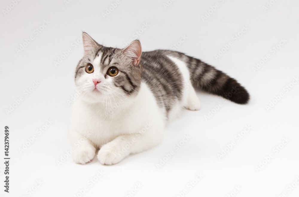 Portrait of Scottish Straight cat bi-color spotted lying on white background.
