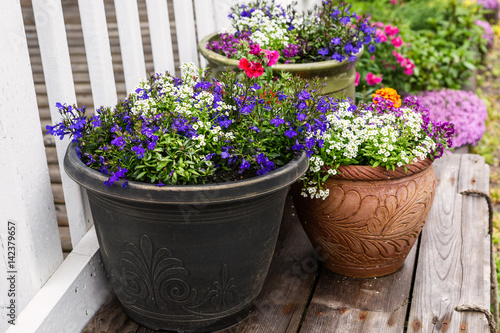  A collection of flower planters in the summer garden. photo