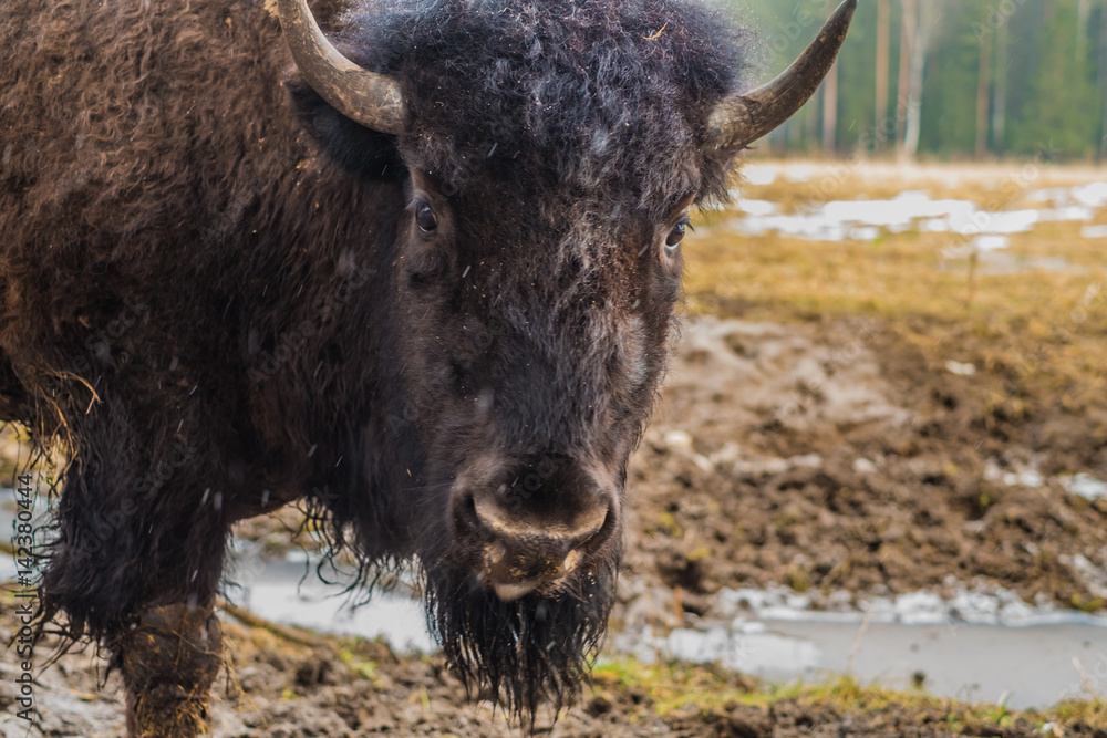 Bison, buffalo portrait in National Park. Bison, buffalo portrait in National Park.