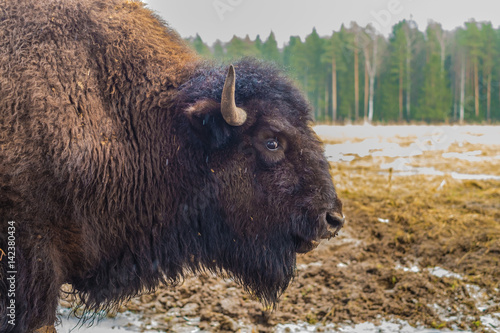 Bison, buffalo portrait in National Park.