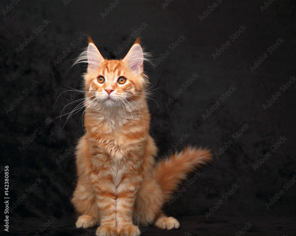 Adorable red solid maine coon kitten sitting with beautiful brushes on the ears on black background and looking funny Adorable red solid maine coon kitten sitting with beautiful brushes on the ears on black background and looking funny