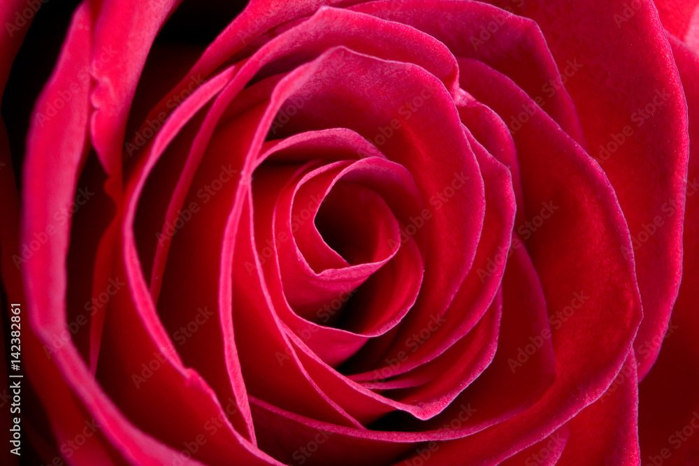 The flower petals of a beautiful red rose are photographed from a very close distance.