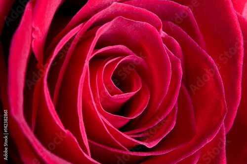 The flower petals of a beautiful red rose are photographed from a very close distance.
