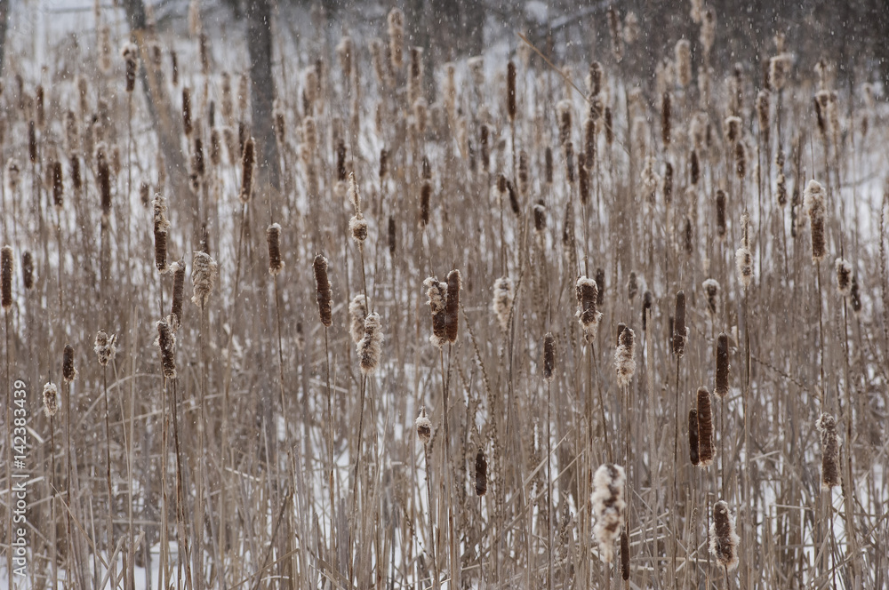 Obraz premium Cattails + Snow