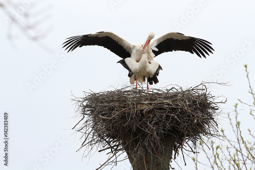Storks is during mating. Spring-nesting birds. Migratory birds have already returned to their nests.