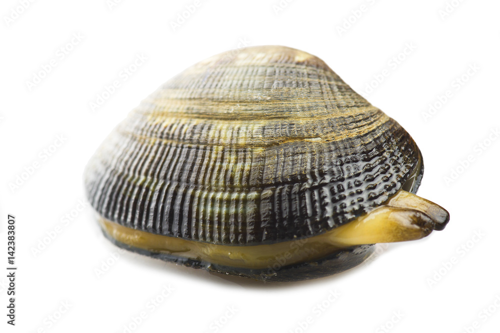 Fresh raw Clam close up on white Fresh raw Clam close up on white