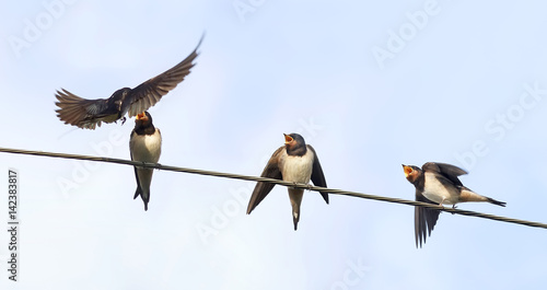 the bird is the swallow flew in to feed their young on wires on blue sky background