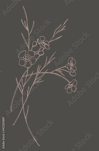 
Spring flowering Chamelaucium
