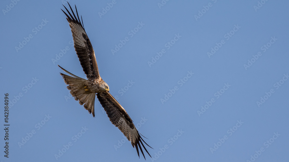 Obraz premium Red Kite Hunting