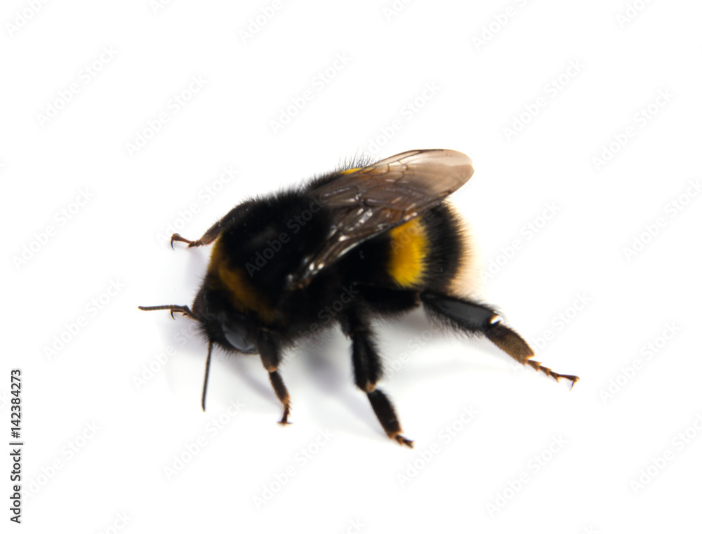 Crawling bumblebee isolated on the white background Crawling bumblebee isolated on the white background