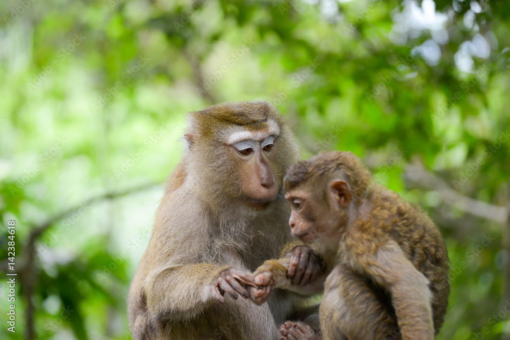 Portrait of Monkey at the park