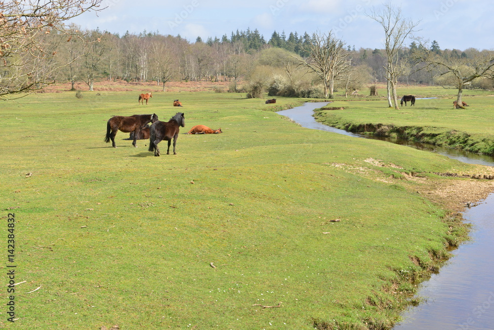 Wild Horses grazing and resting in the New Forest in England
Wild Horses grazing and resting in the New Forest in England