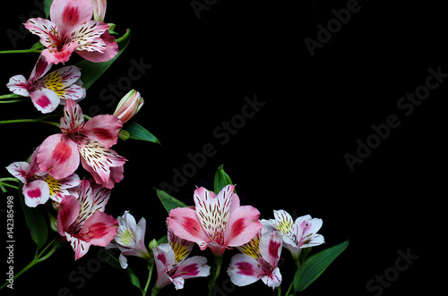 Beautiful alstroemeria flowers on a black background, with copy space.