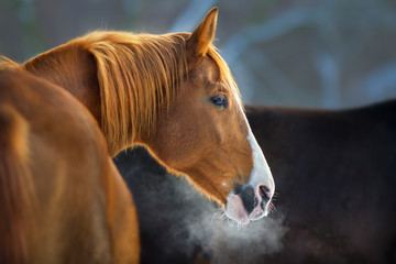 Red horse close up portrait with pair from nostril in winter snow day