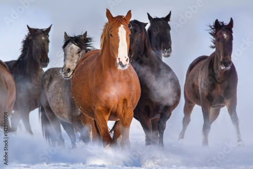 Horse herd run close up fast in winter snow field