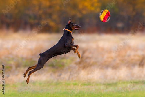 Photography Brown doberman pinscher jump for toy