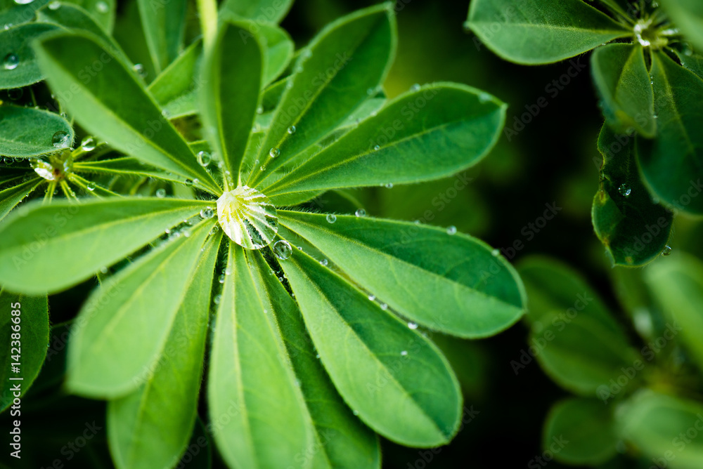 Green petals and raindrops. Green petals and raindrops.