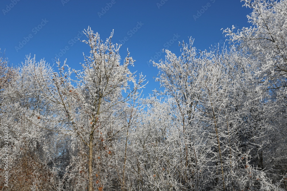 Bäume im Winter Bäume im Winter