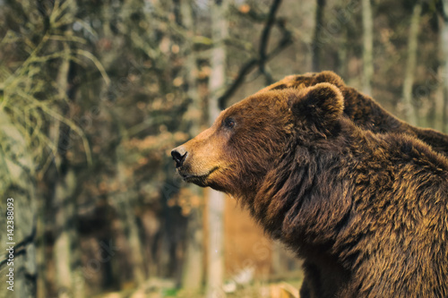 Kamchatka brown bear.